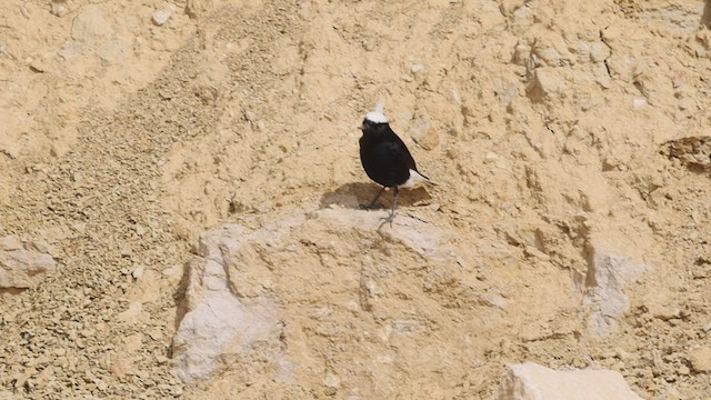 White-crowned Wheatear - ML456936301