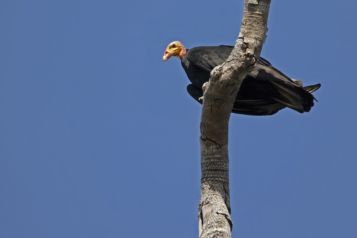 Greater Yellow-headed Vulture - Leonildo Piovesan