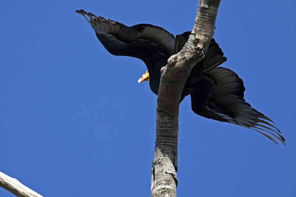 Greater Yellow-headed Vulture - ML456936651