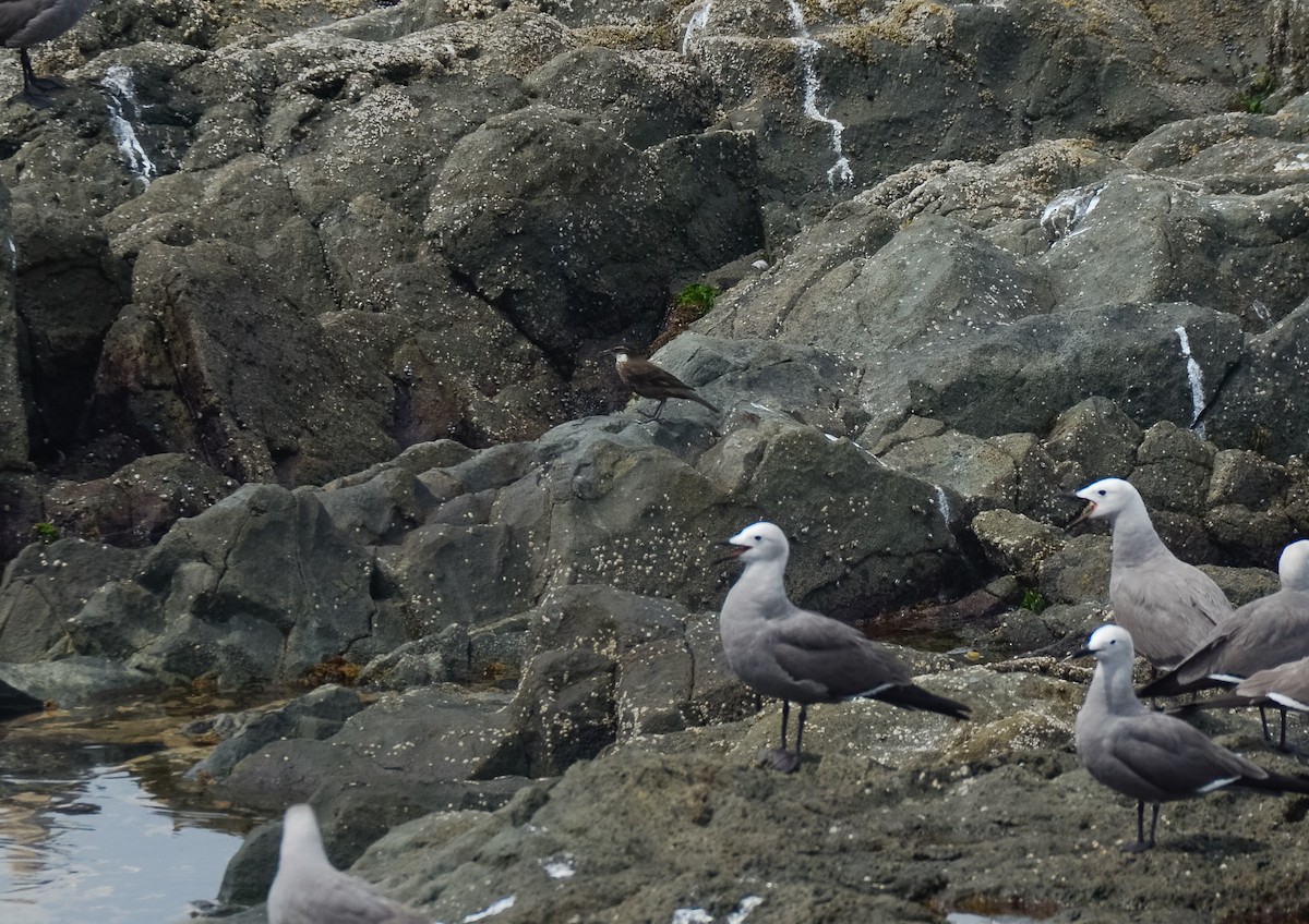 Seaside Cinclodes - Valeria  Martins