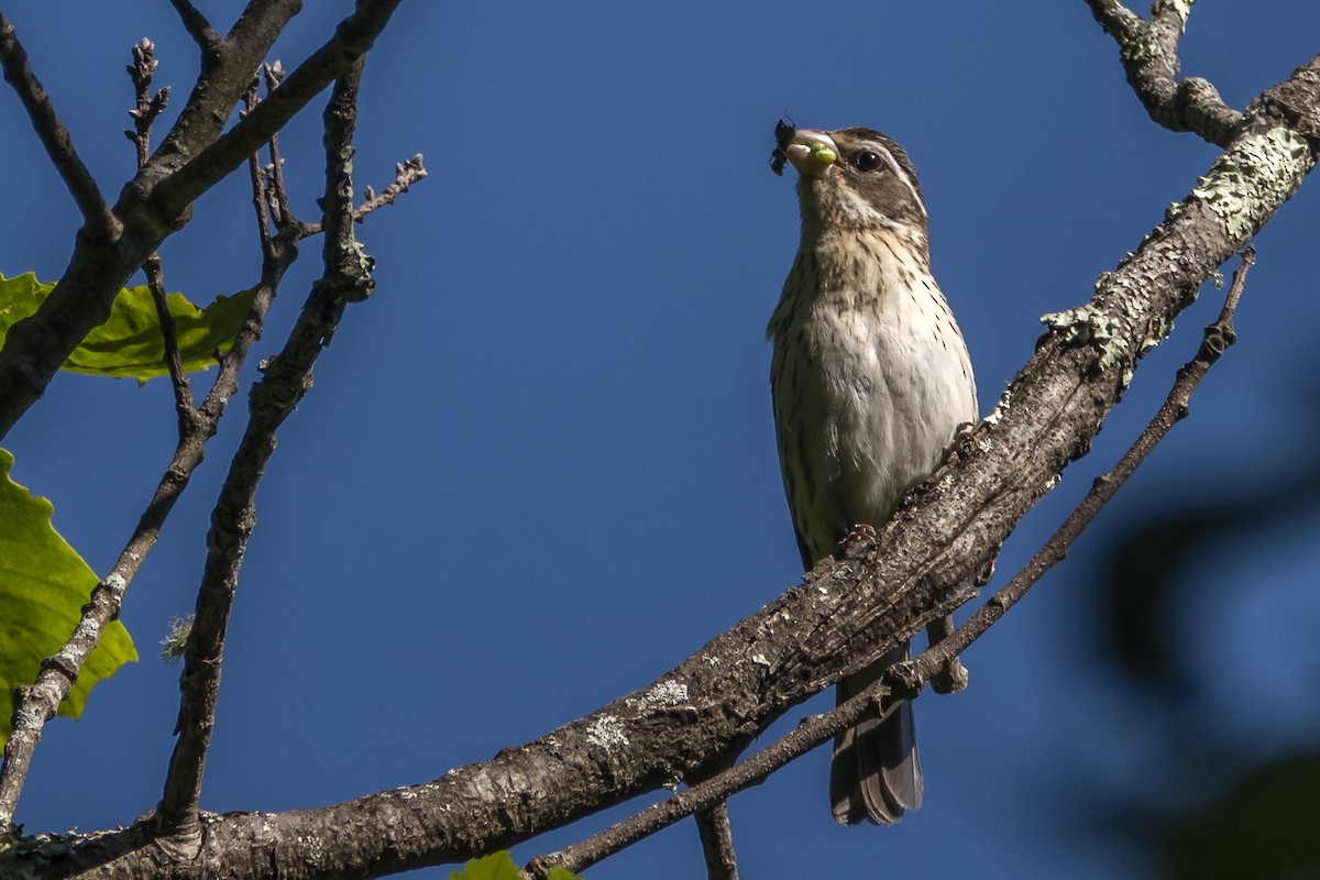 Rose-breasted Grosbeak - Vic Laubach