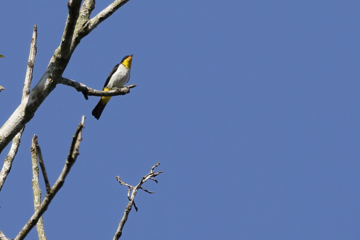 Yellow-backed Tanager - ML456937201