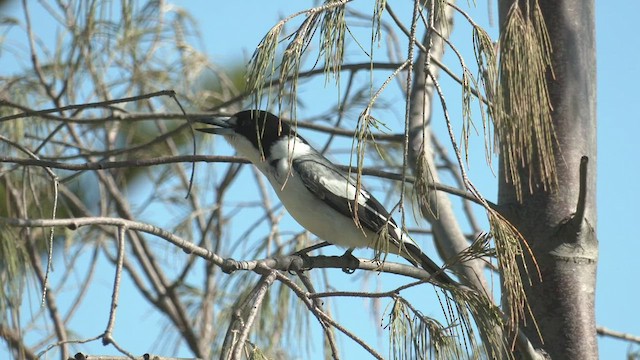 Gray Butcherbird - ML456937681