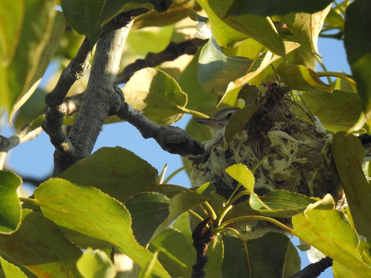 Warbling Vireo - Curtis Combdon