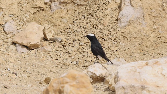 White-crowned Wheatear - ML456938171