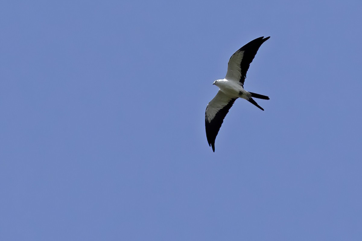 Swallow-tailed Kite - ML456938461
