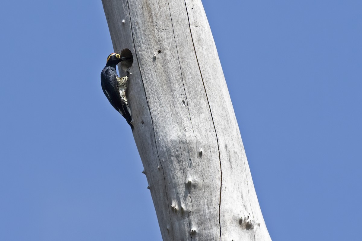 Yellow-tufted Woodpecker - ML456938691
