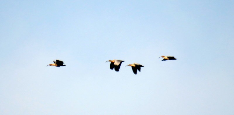 Black-faced Ibis - ML456939151