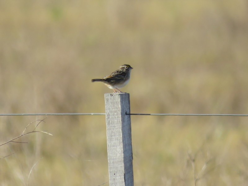 Grassland Sparrow - Juan Muñoz de Toro