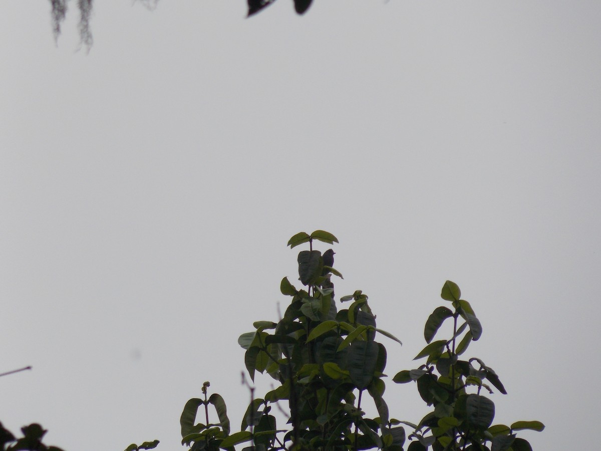 Smoke-colored Pewee - ML456939991