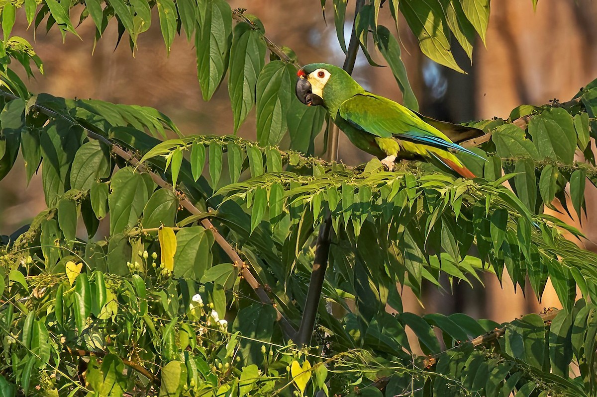 Blue-winged Macaw - Leonildo Piovesan