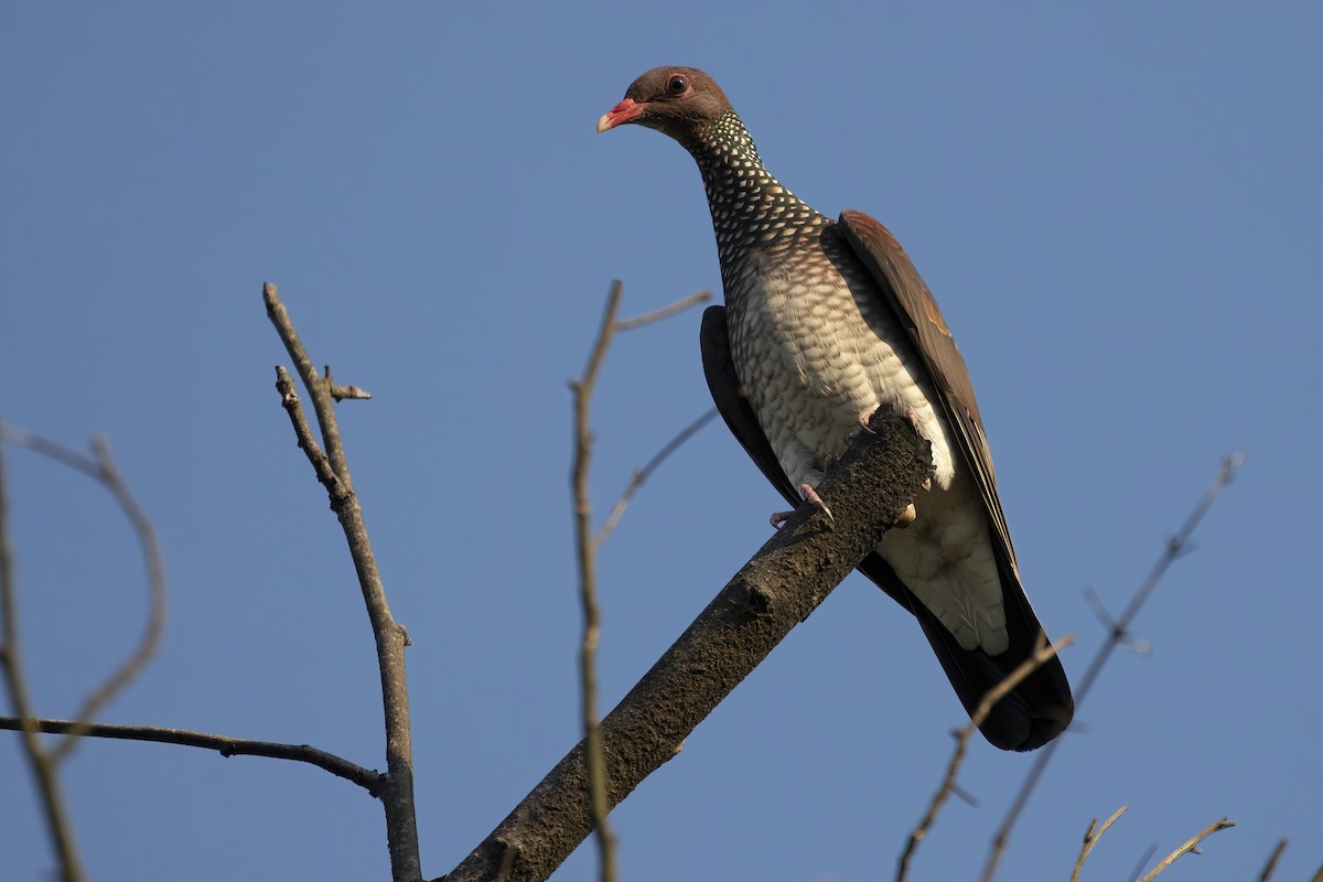 Scaled Pigeon - ML456940821