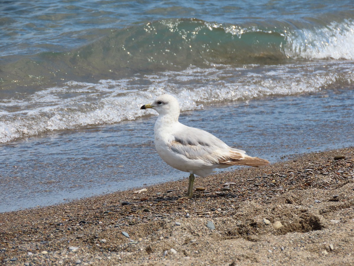 Ring-billed Gull - Doug Kibbe