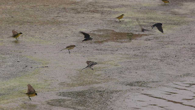 Western Yellow Wagtail (feldegg) - ML456941931