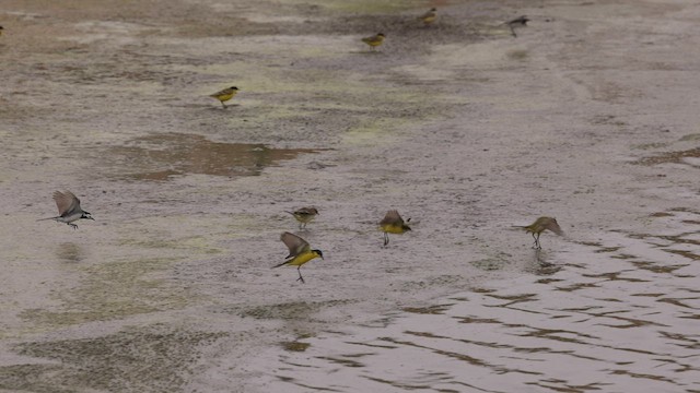 Western Yellow Wagtail (feldegg) - ML456942001