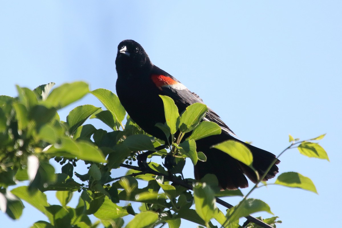 Red-winged Blackbird - ML456942491