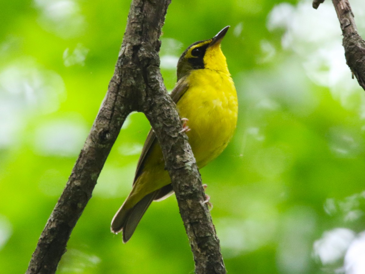 Kentucky Warbler - ML456943321