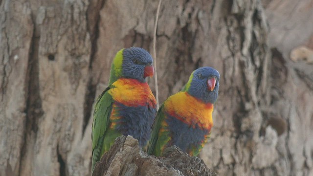 Rainbow Lorikeet - ML456943501