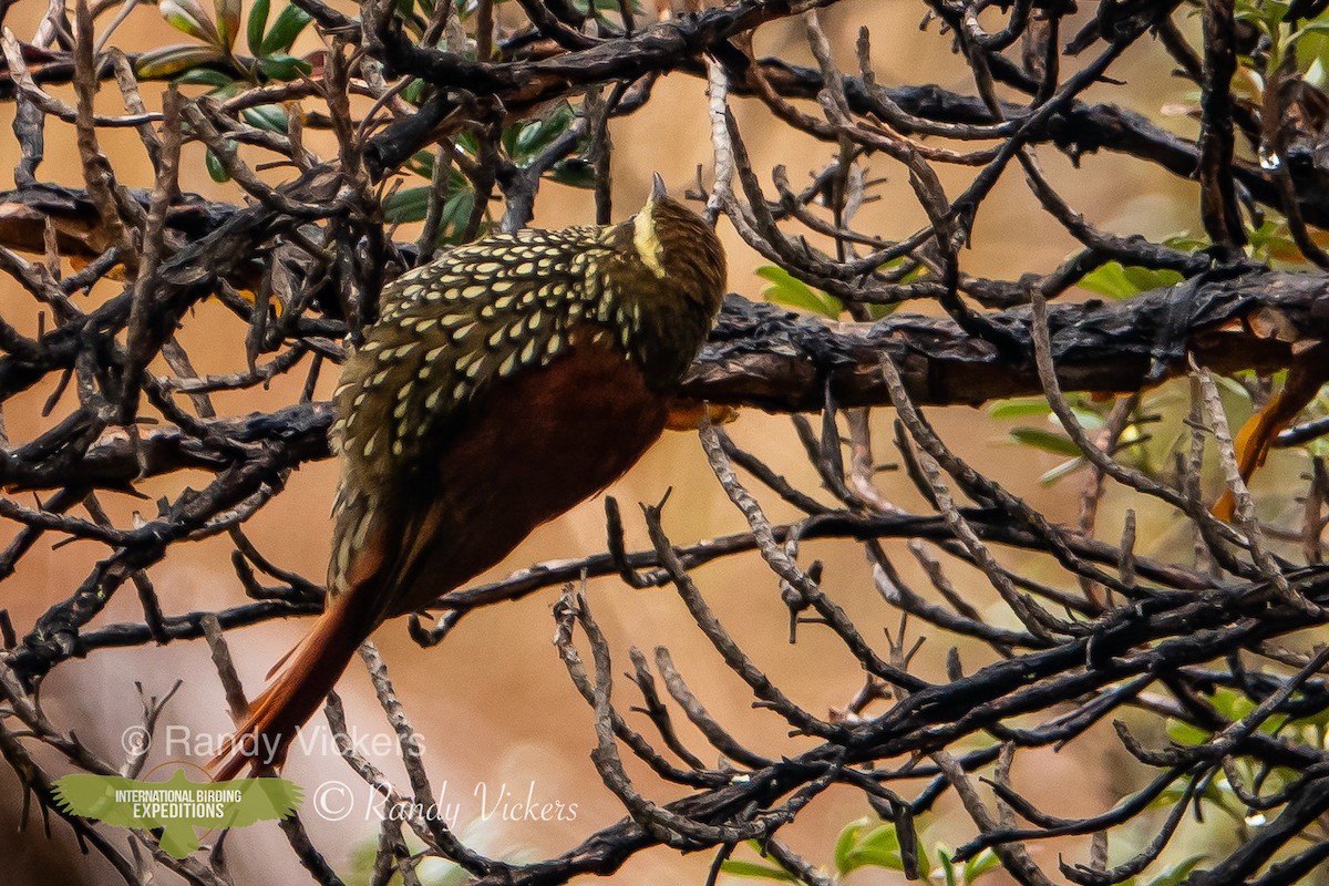 Subepalo Perlado - ML456944141