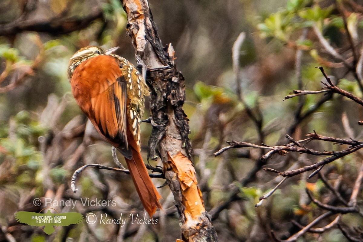 Pearled Treerunner - ML456944151