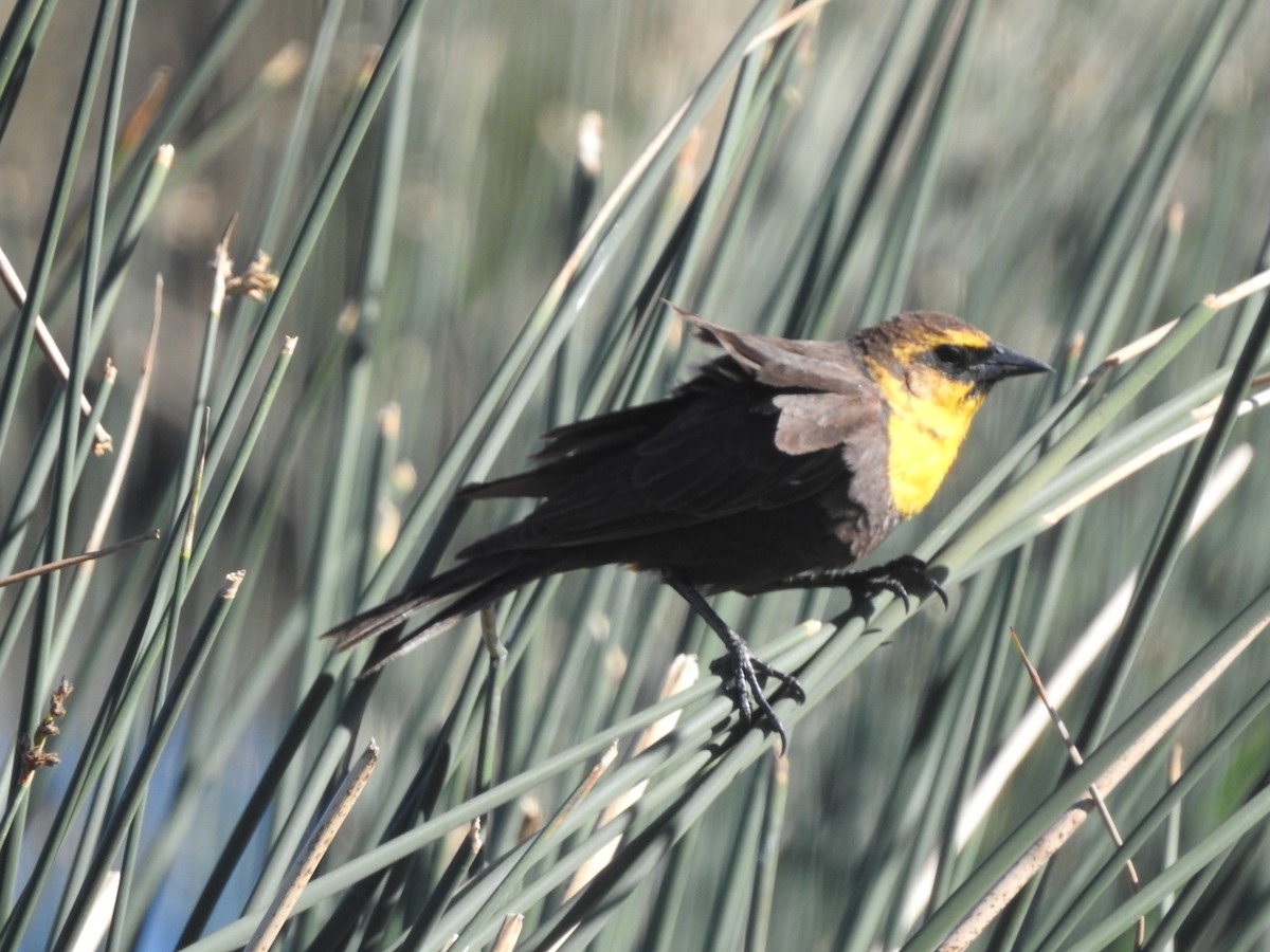 Yellow-headed Blackbird - ML456944211