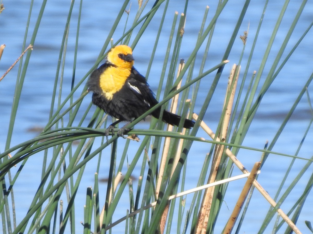 Yellow-headed Blackbird - ML456944281