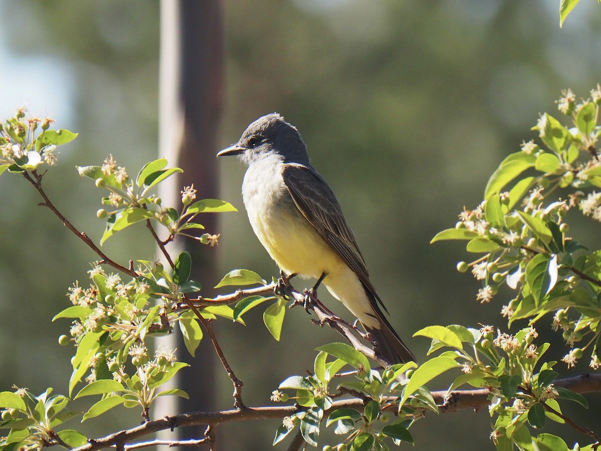 Cassin's Kingbird - ML456944901