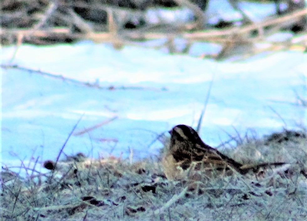 White-throated Sparrow - ML45694541