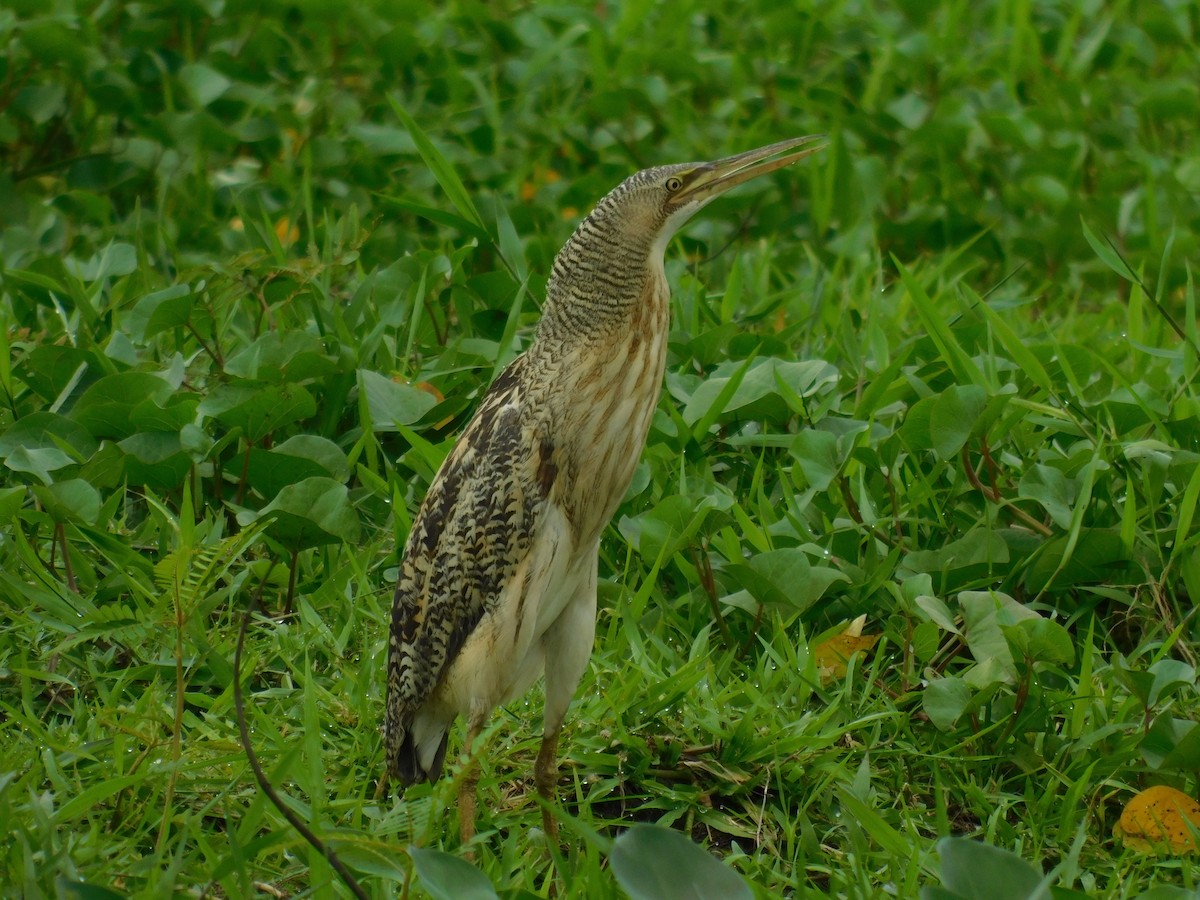 Pinnated Bittern - ML456946261