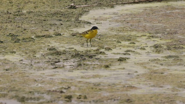 Western Yellow Wagtail (feldegg) - ML456946511