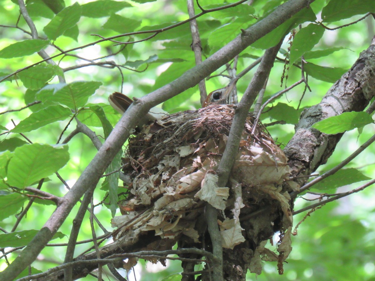 Wood Thrush - ML456946731