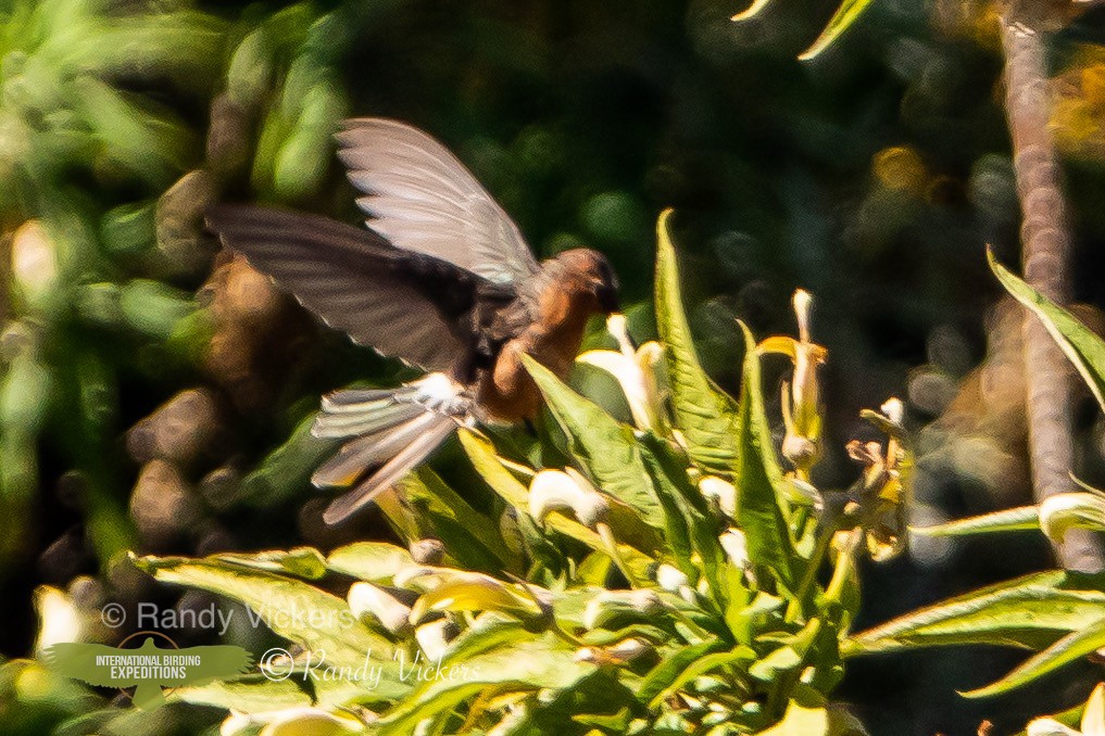 Giant Hummingbird - Randy Vickers