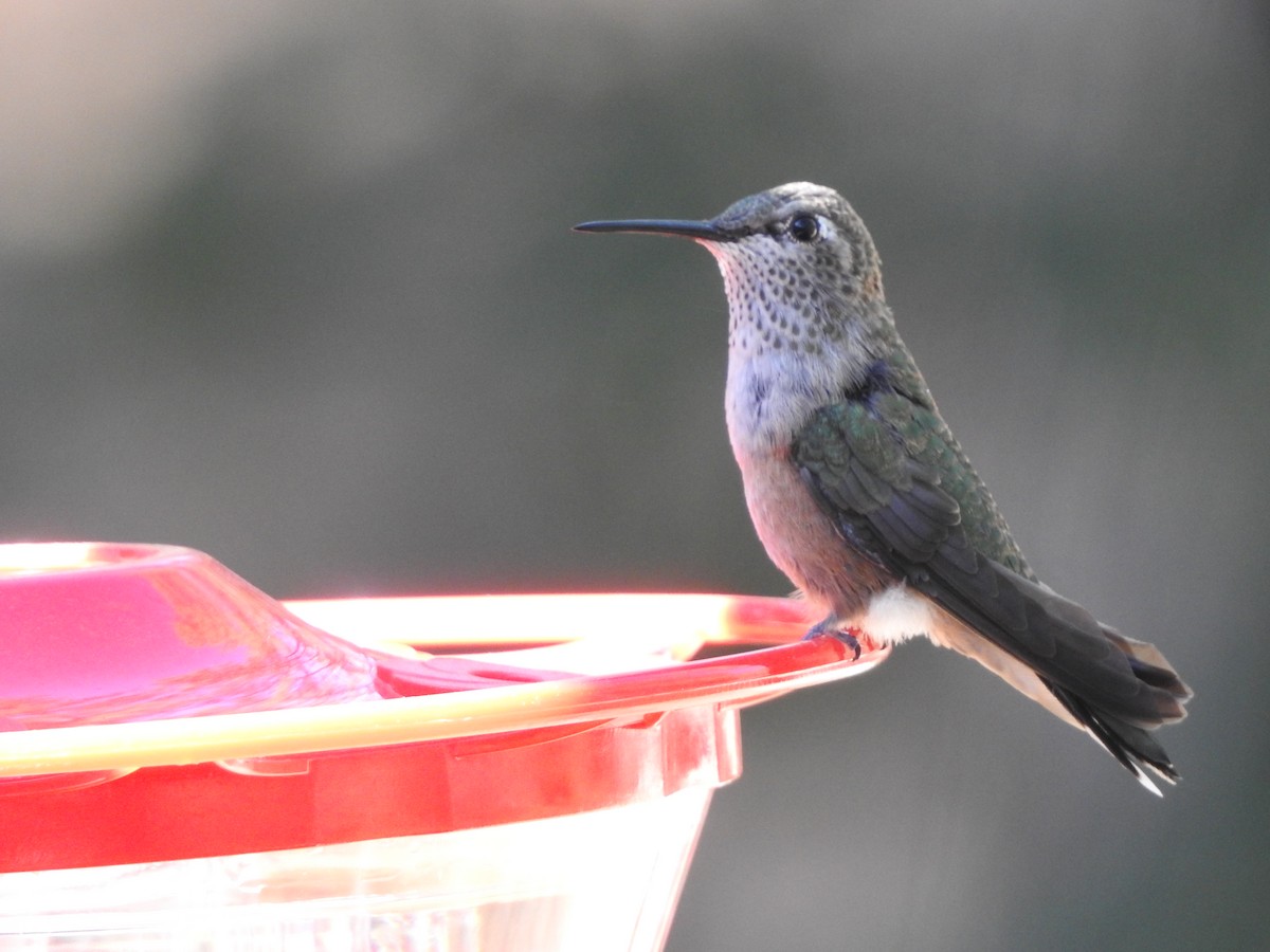 Broad-tailed Hummingbird - Beth Whittam