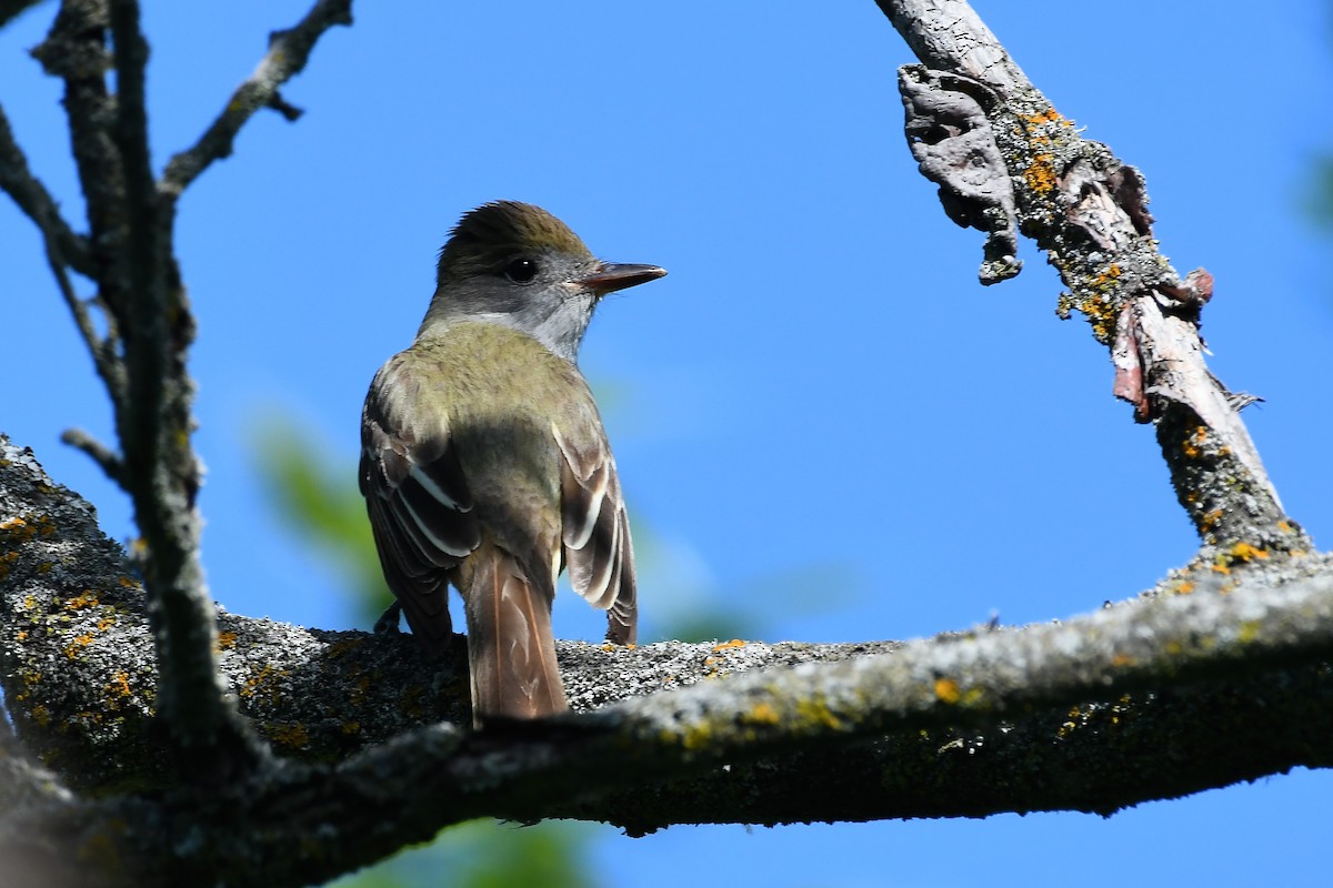 Great Crested Flycatcher - RÉAL RIOUX