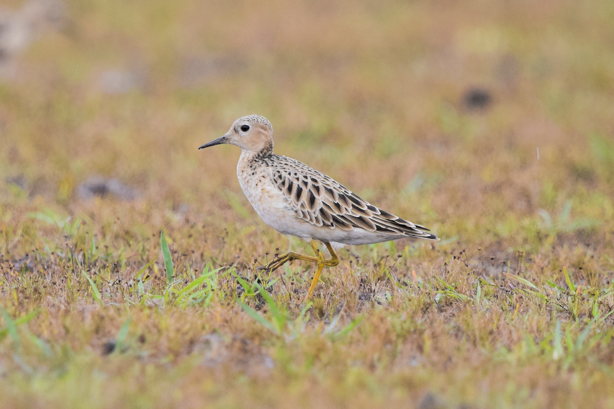 Buff-breasted Sandpiper - ML456948491