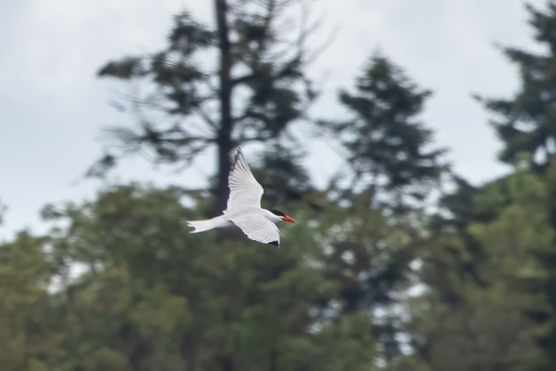Caspian Tern - Kalpesh Krishna