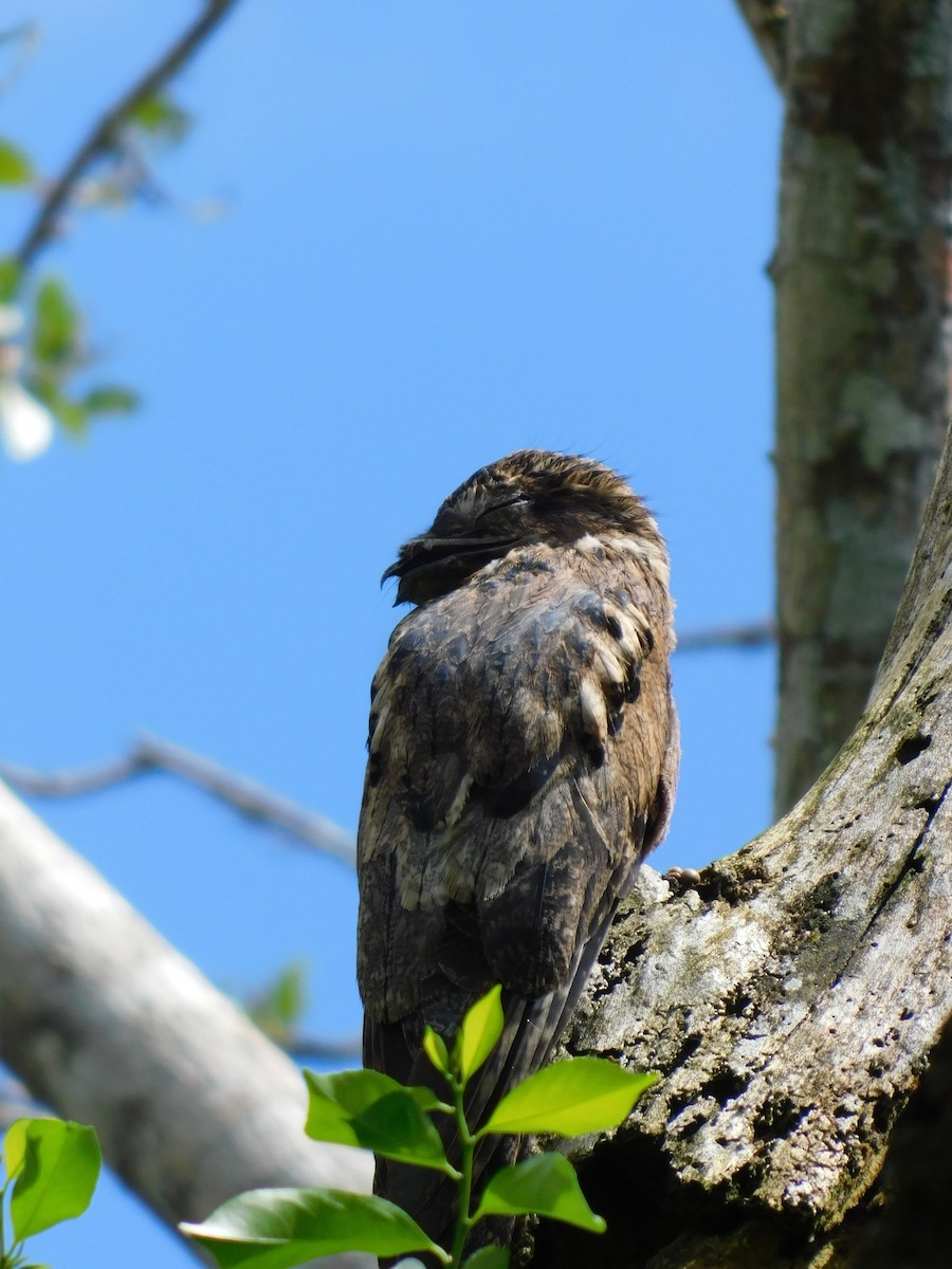 Common Potoo - ML456949561