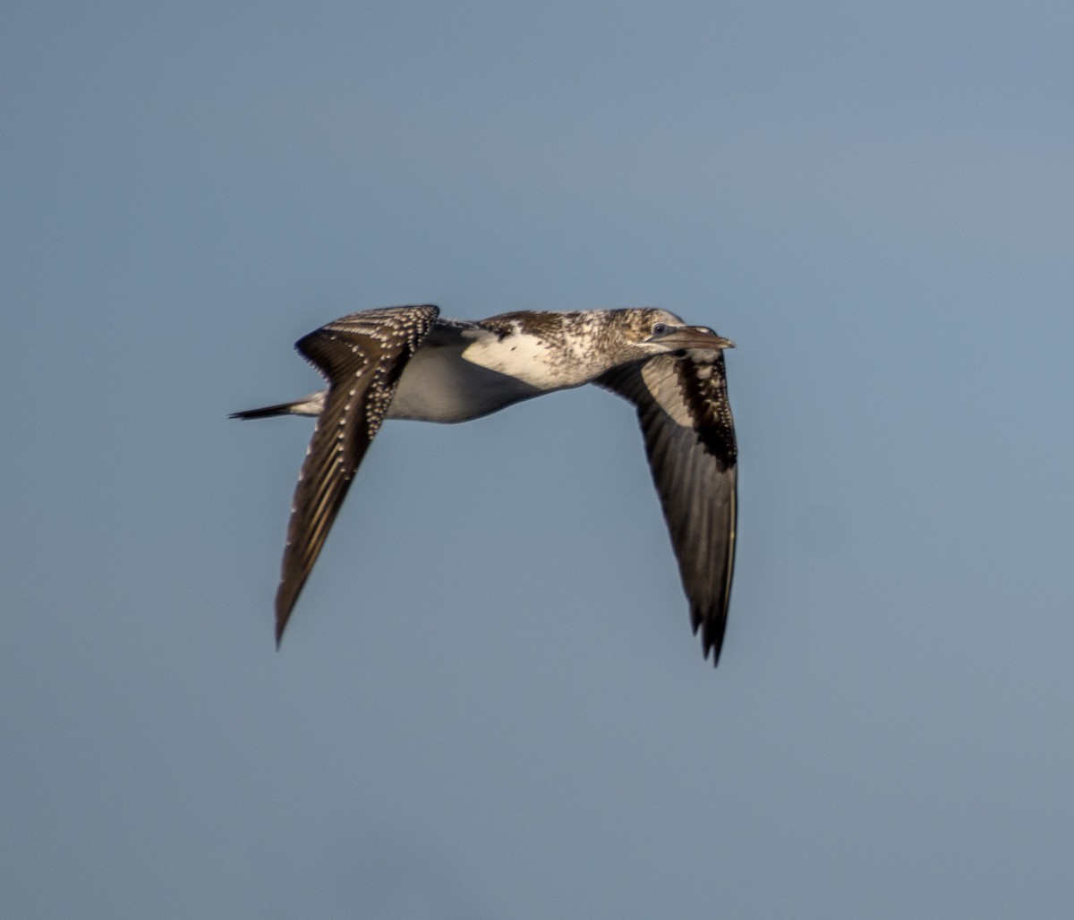 Australasian Gannet - ML456949851