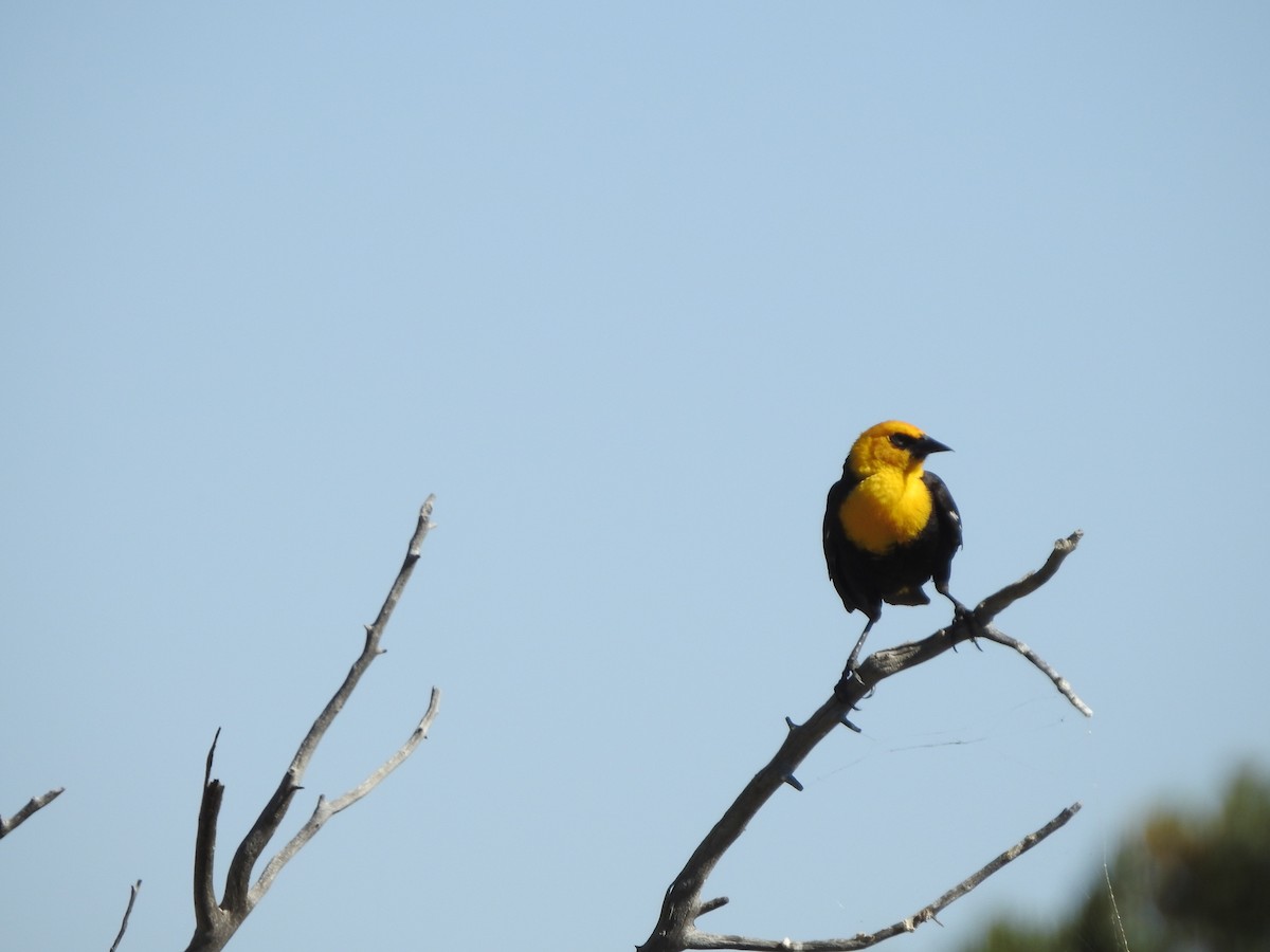 Yellow-headed Blackbird - ML456950191