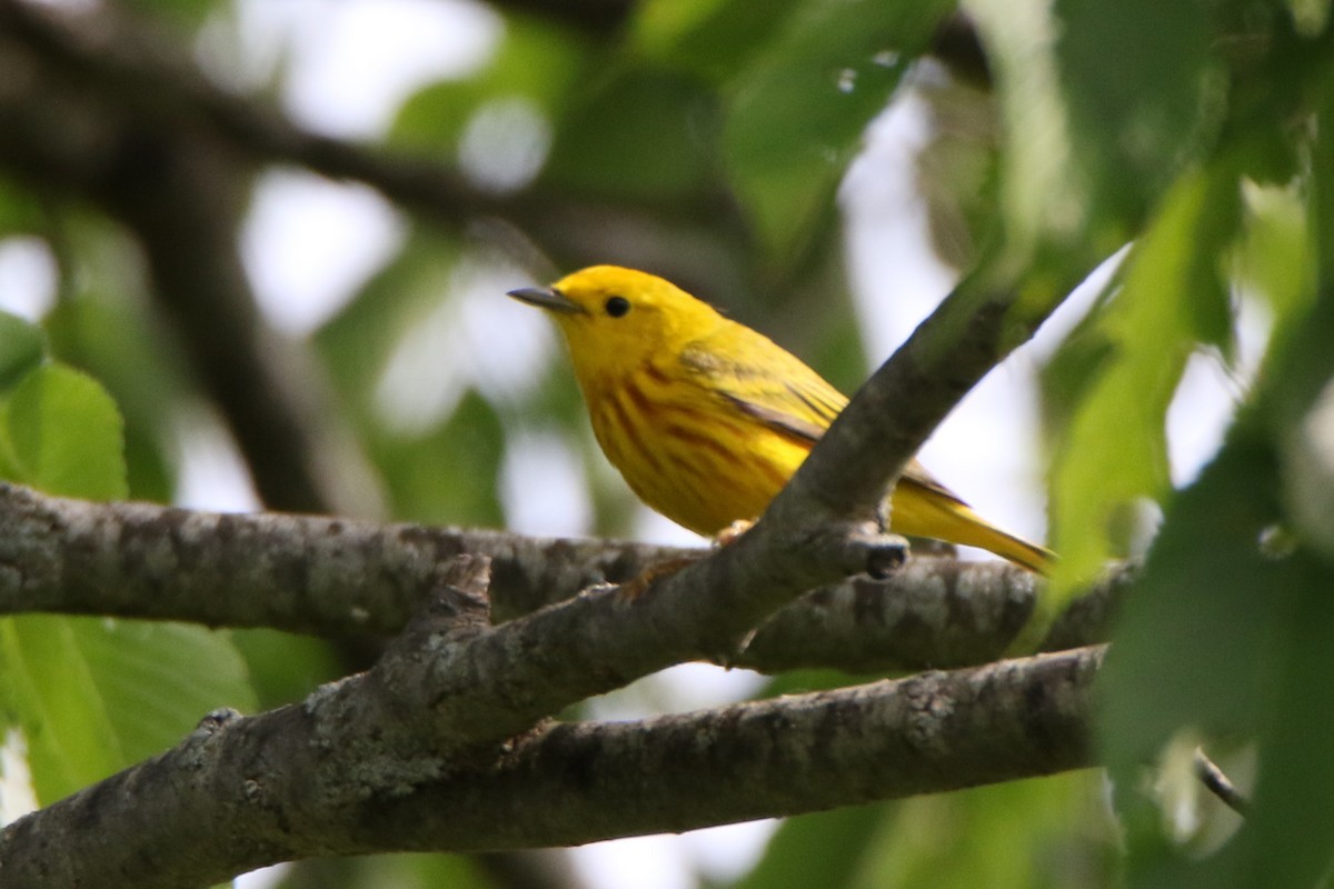 Yellow Warbler - ML456950231