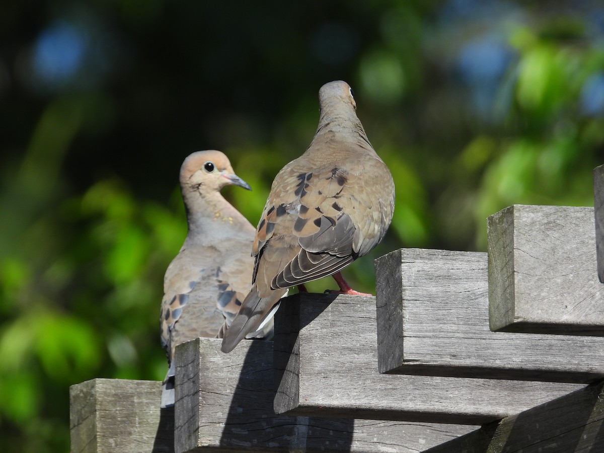 Mourning Dove - ML456950331