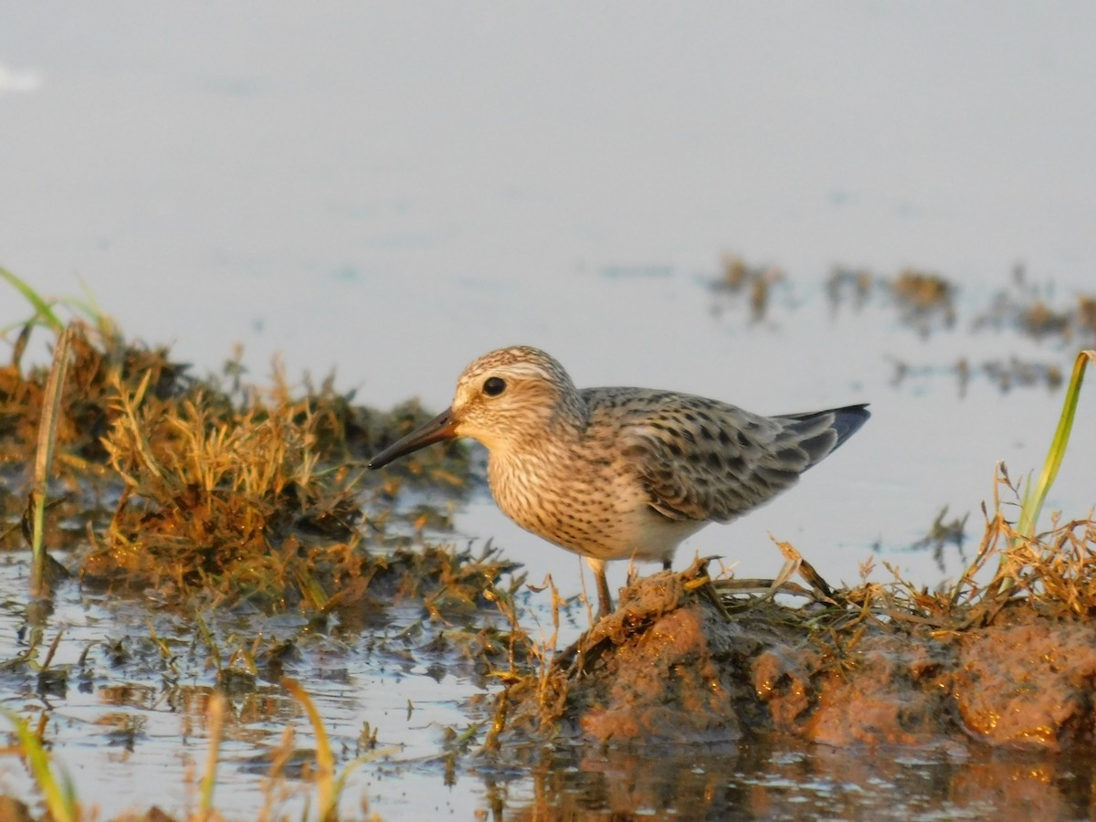 Weißbürzel-Strandläufer - ML456952211