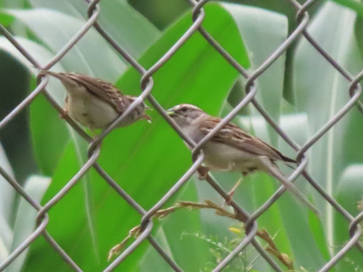Chipping Sparrow - ML456953431