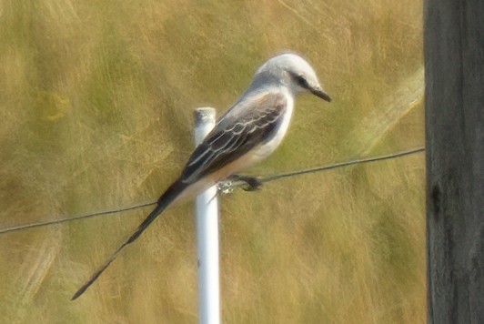 Scherenschwanz-Königstyrann - ML456953501