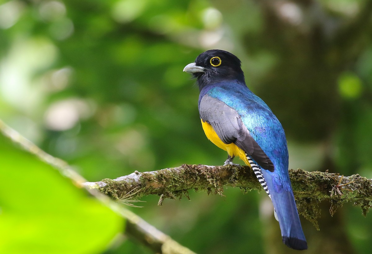 trogon podvazkový - ML456953591