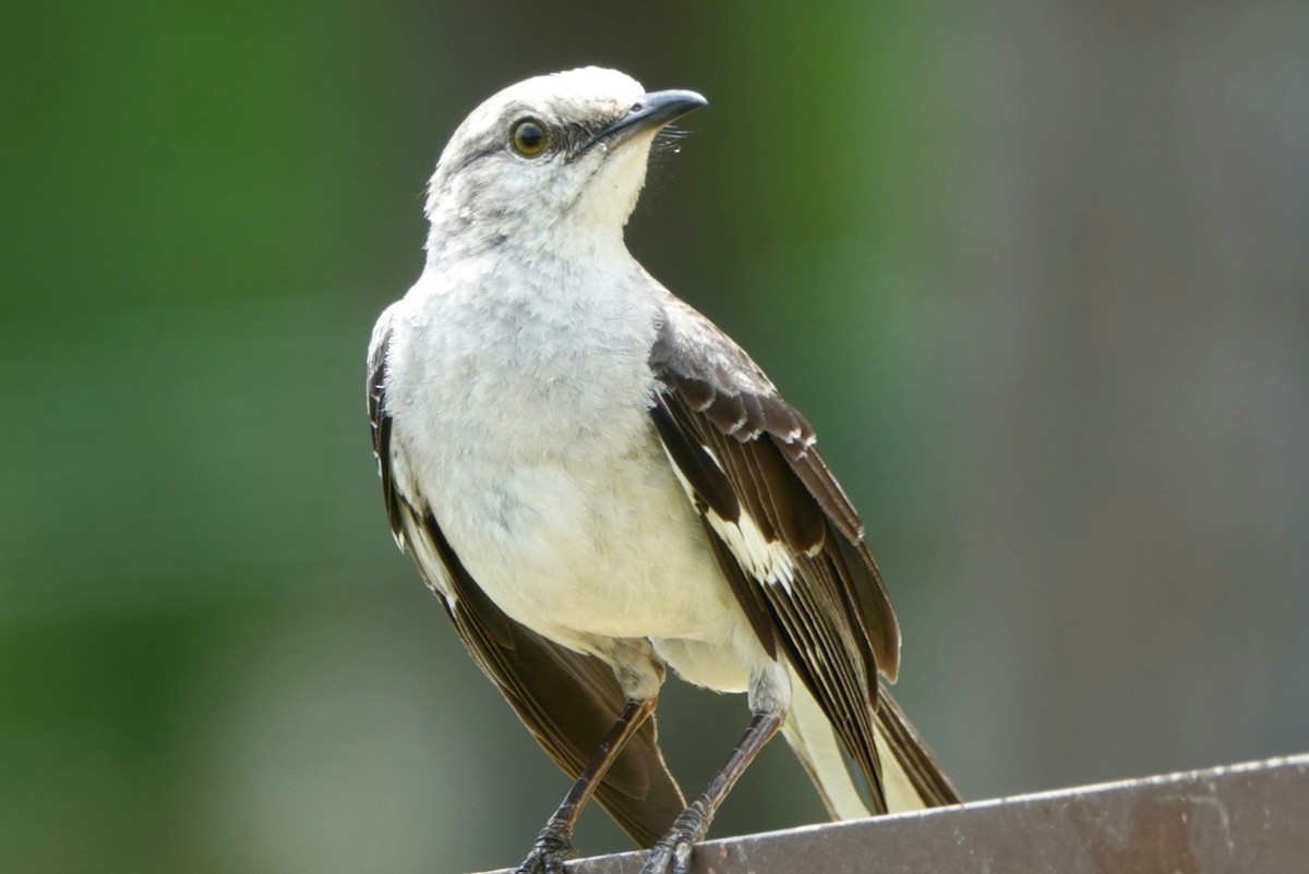 Northern Mockingbird - ML456955411