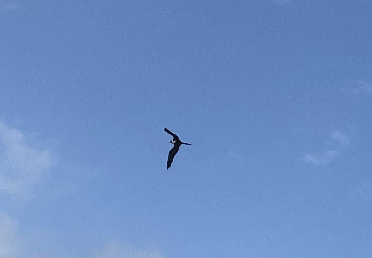 Magnificent Frigatebird - ML456955531