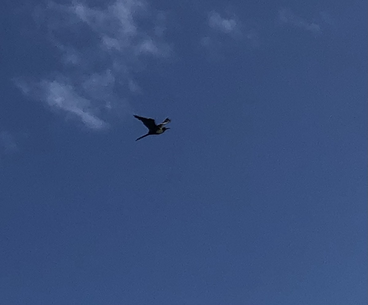 Magnificent Frigatebird - ML456955551