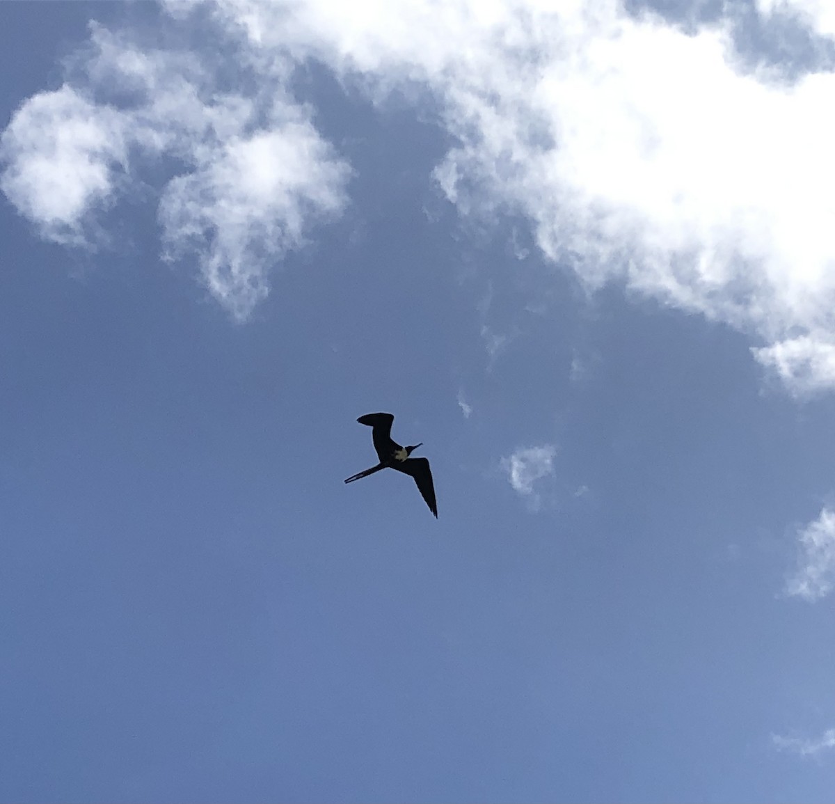 Magnificent Frigatebird - ML456955581