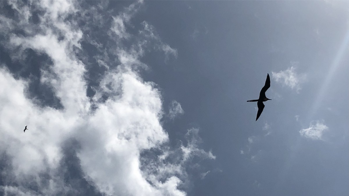 Magnificent Frigatebird - ML456955641